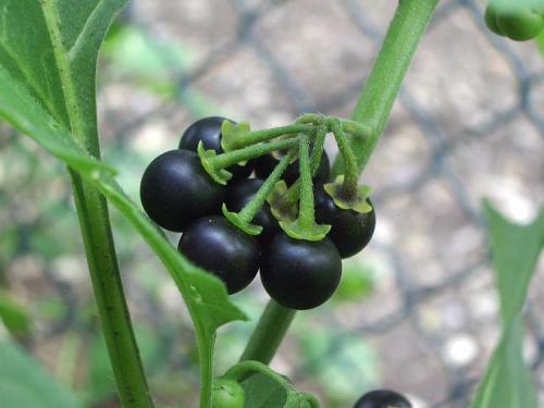 Solanum_nigrum_fruit_black.jpg