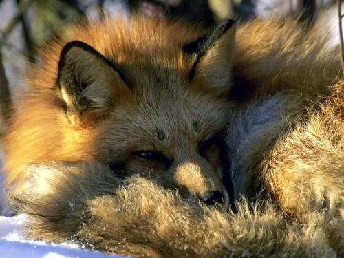 fox25.jpg